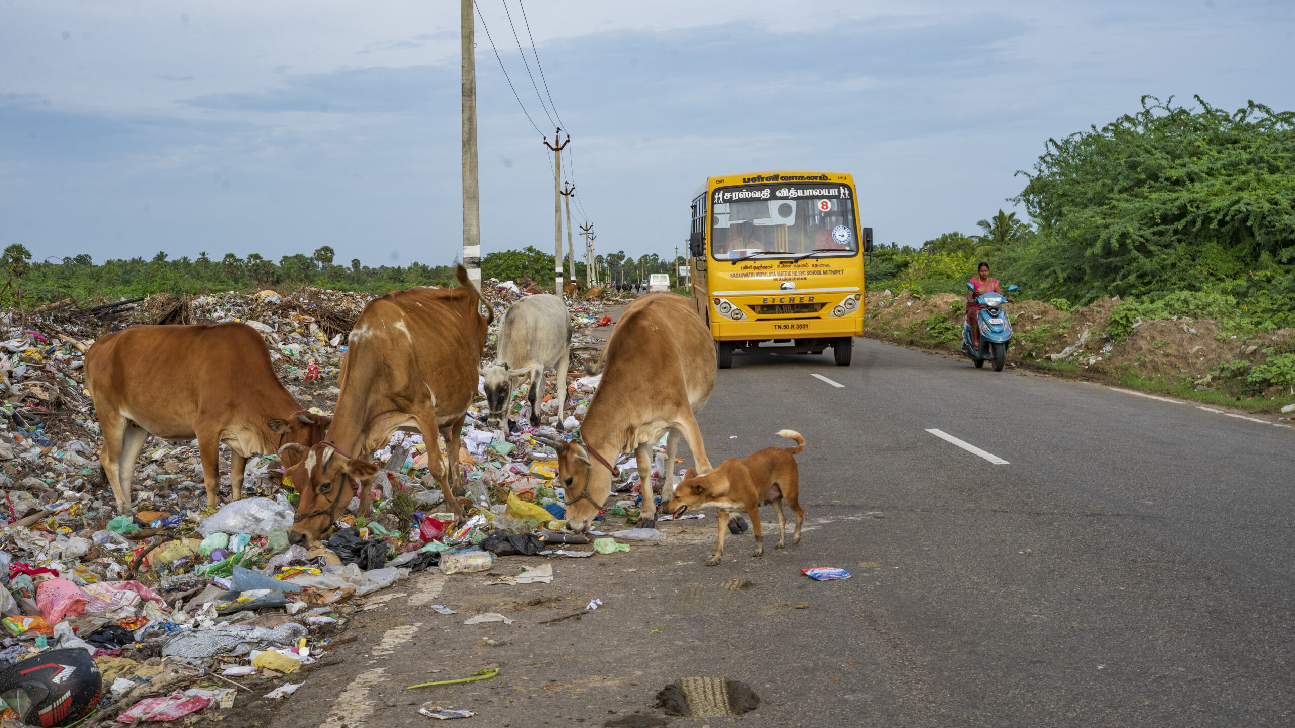 திருவாரூர் மாவட்டம், முத்துப்பேட்டை கிழக்கு கடற்கரை சாலையை மறைத்து நீண்ட காலமாக கொட்டப்படும் குப்பை!?