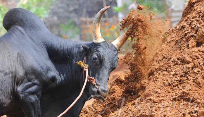 ஜல்லிக்கட்டுக்கு ஆதரவாக உச்சநீதிமன்றத்தில் 5000 ஆண்டு கால சான்றுகளோடு வாதிட்ட தமிழக அரசு.