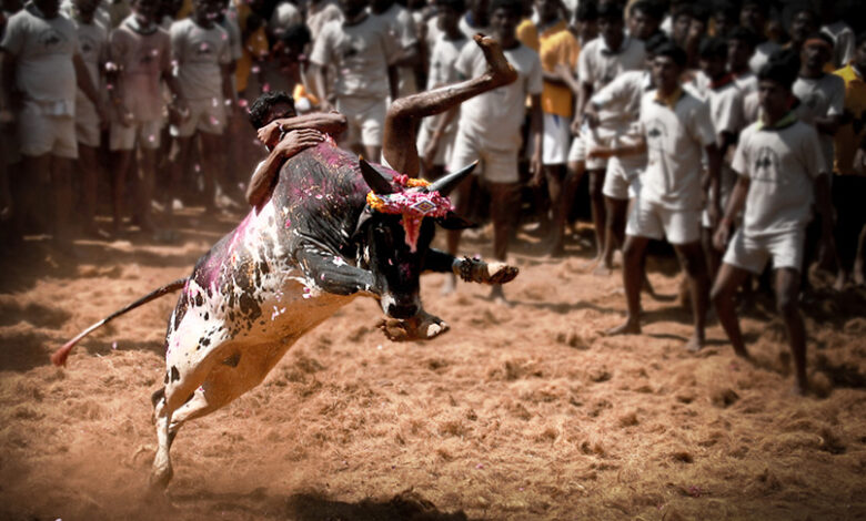 நம் தமிழ் மண்ணின் பாரம்பரியத்தை  பறைசாற்றும் வீர விளையாட்டு ஜல்லிக்கட்டு! Jallikkattu