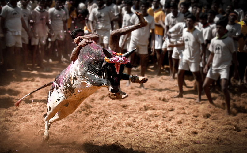 நம் தமிழ் மண்ணின் பாரம்பரியத்தை  பறைசாற்றும் வீர விளையாட்டு ஜல்லிக்கட்டு! Jallikkattu