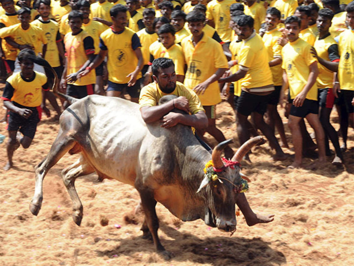 நம் தமிழ் மண்ணின் பாரம்பரியத்தை  பறைசாற்றும் வீர விளையாட்டு ஜல்லிக்கட்டு! Jallikkattu