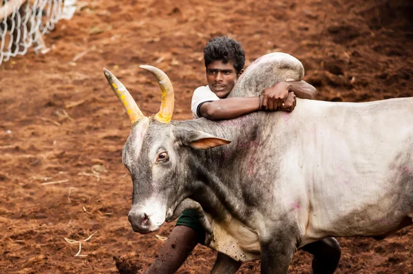 நம் தமிழ் மண்ணின் பாரம்பரியத்தை  பறைசாற்றும் வீர விளையாட்டு ஜல்லிக்கட்டு!!! jallikattu